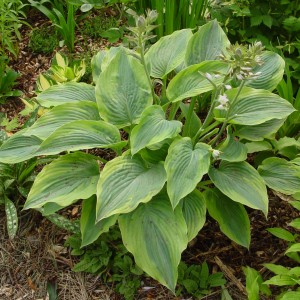 Hosta Alvatine Taylor Eurohosta