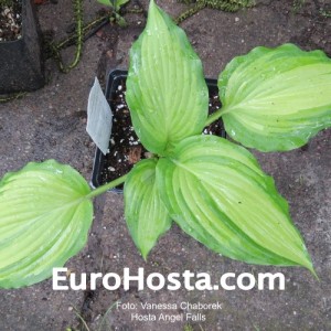 Hosta Angel Falls