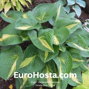 Hosta Ann Kulpa - Eurohosta