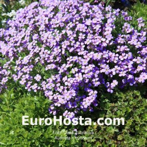 Aubrieta × cultorum