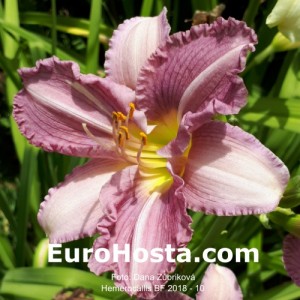 Hemerocallis BF 2018 - 10 Eurohosta