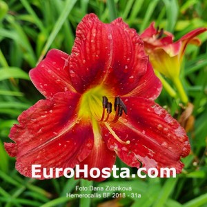 Hemerocallis BF 2018 - 31 Eurohosta