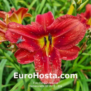 Hemerocallis BF 2018 - 31 Eurohosta