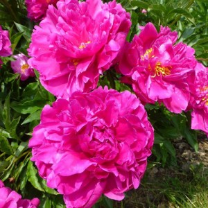 Paeonia Bunker Hill