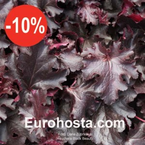 Heuchera Black Beauty