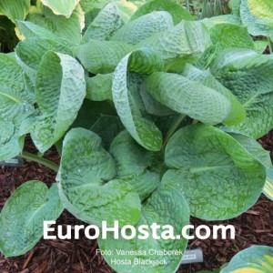 Hosta Blackjack - Eurohosta