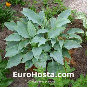 Hosta Blue Diamond - Eurohosta