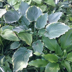 Hosta Blue Jeans Blink