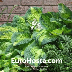 Hosta Brother Stephan