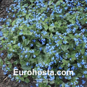 Brunnera macrophylla