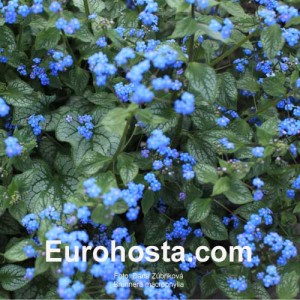 Brunnera macrophylla