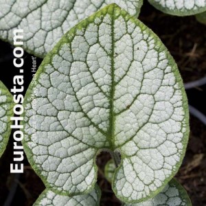 Brunnera macrophylla