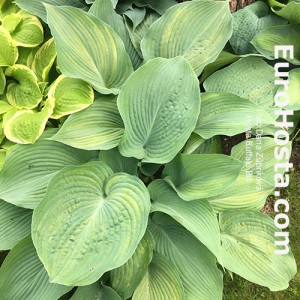 Hosta Buffalo Bill