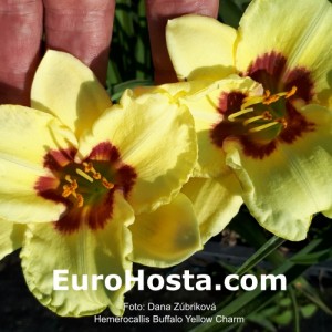 Hemerocallis Buffalo Yellow Charm 