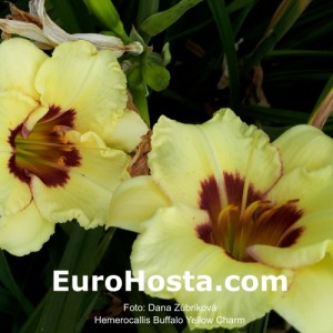 Hemerocallis Buffalo Yellow Charm 