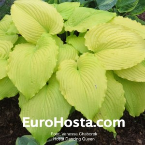 Hosta Dancing Queen - Eurohosta