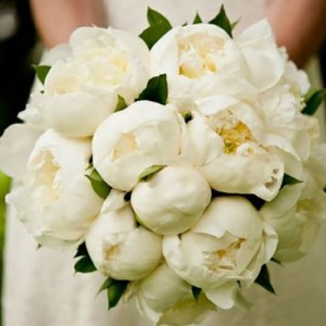 peaony roots