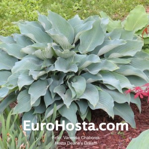 Hosta Deane's Dream - Eurohosta