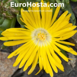 Delosperma basuticum Lineare 