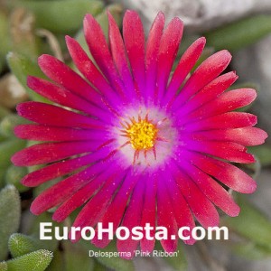 Delosperma Pink Ribbon