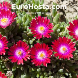 Delosperma Pink Ribbon