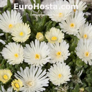 Delosperma White Nugget