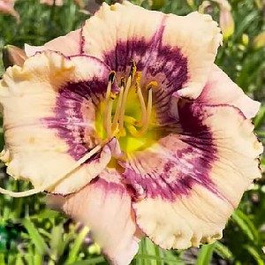Hemerocallis Design Spider