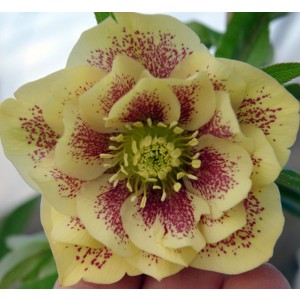 Helleborus  Double Ellen Yellow Spotted