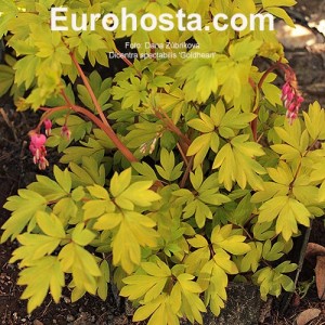 Dicentra spectabilis 'Goldheart'