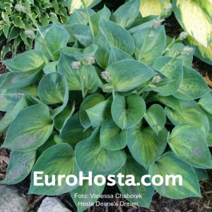 Hosta Dinky Donna - Eurohosta