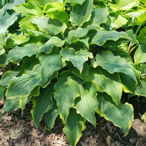 Hosta Don’t Stop Believin