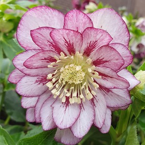 Helleborus orientalis Double Ellen Spotted Pink