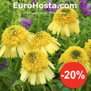 Echinacea Purpurea Meteor Yellow