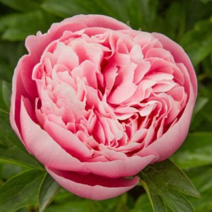 Paeonia Etched salmon