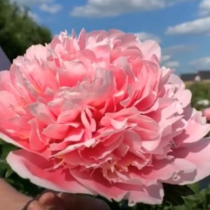 Paeonia Etched salmon