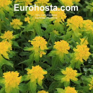 Euphorbia polychroma