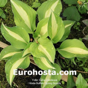 Hosta Buffalo Spring Beauty