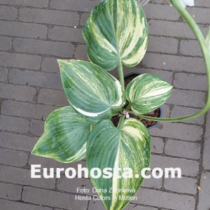 Hosta Color in Motion