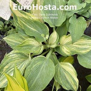 Hosta Color in Motion