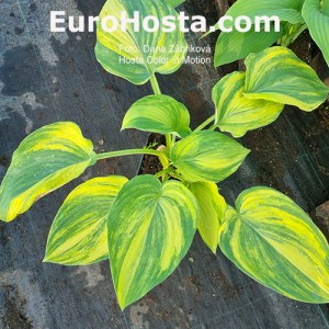 Hosta Color in Motion