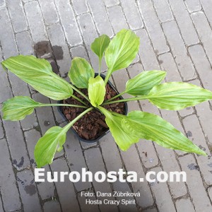 Hosta Crazy Spirit