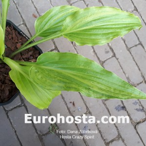 Hosta Crazy Spirit