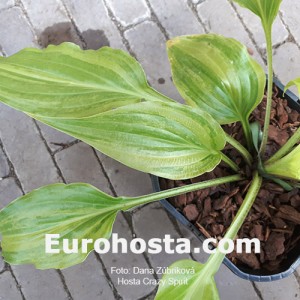 Hosta Crazy Spirit