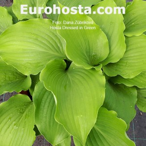 Hosta Dressed in Green