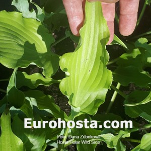 Hosta Holar Wild Side