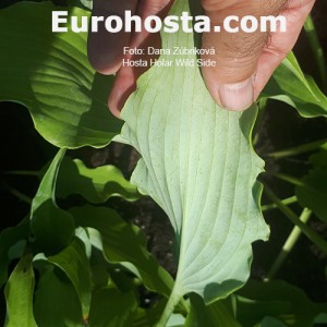 Hosta Holar Wild Side