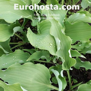 Hosta Holar Wild Side