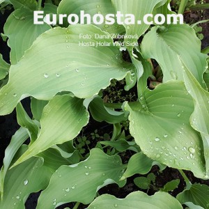 Hosta Holar Wild Side