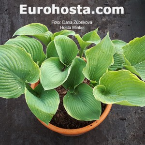 Hosta Minke