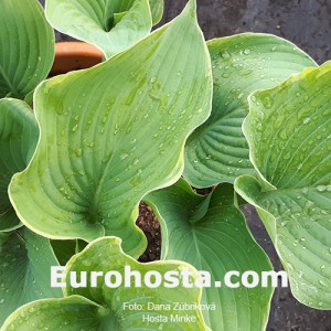 Hosta Minke